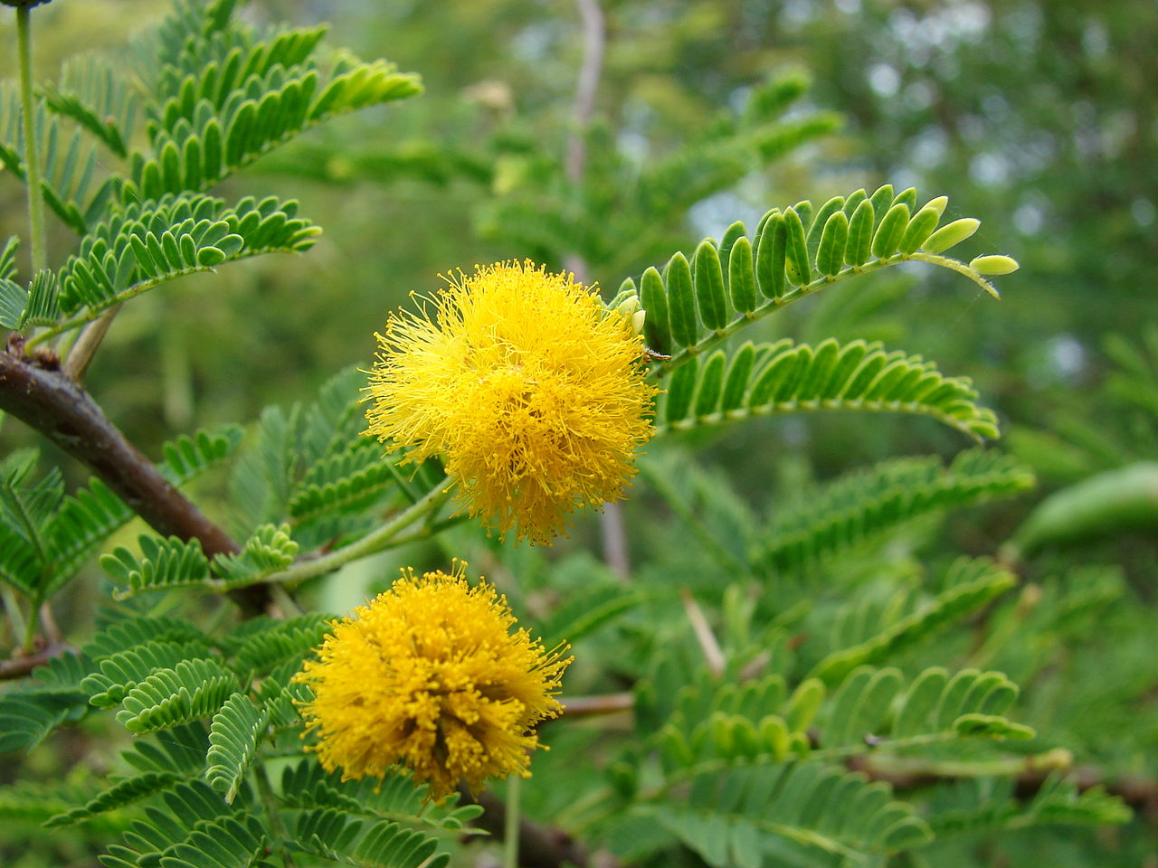 Fragrant Acacia Farnesiana Tree Seeds