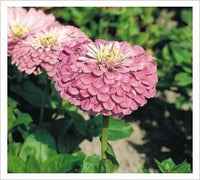 Zinnia- Dream Rosy Lavender