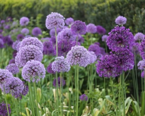 Allium Caeruleum Serum Purple Bulbs