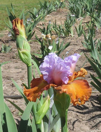 Valley of Dreams Bearded Iris Seeds