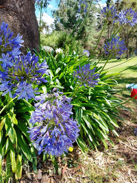 Agapanthus Seeds