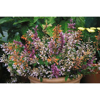 Agastache- Fragrant Delight Mix