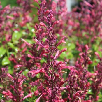 Agastache- Raspberry Daiquiri