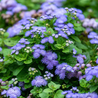 Ageratum- Ball Blue