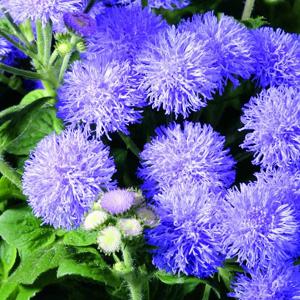 Ageratum- Market Growers Blue