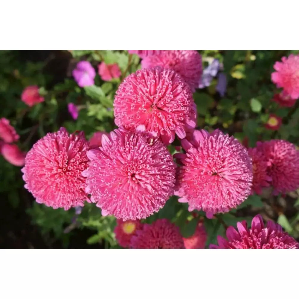 Ageratum- Ball Pink