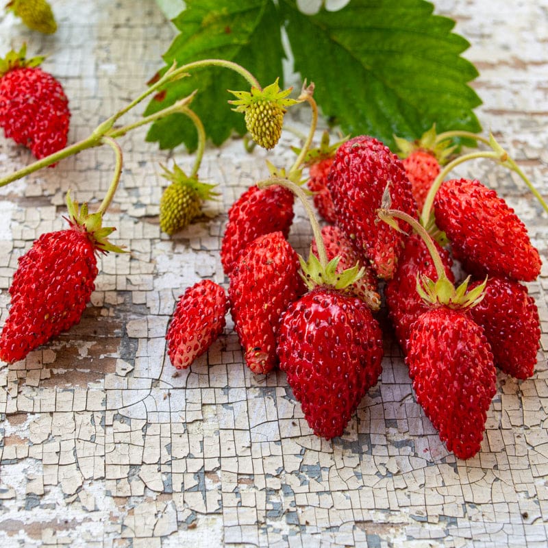 Alexandria – Alpine Strawberry Seeds