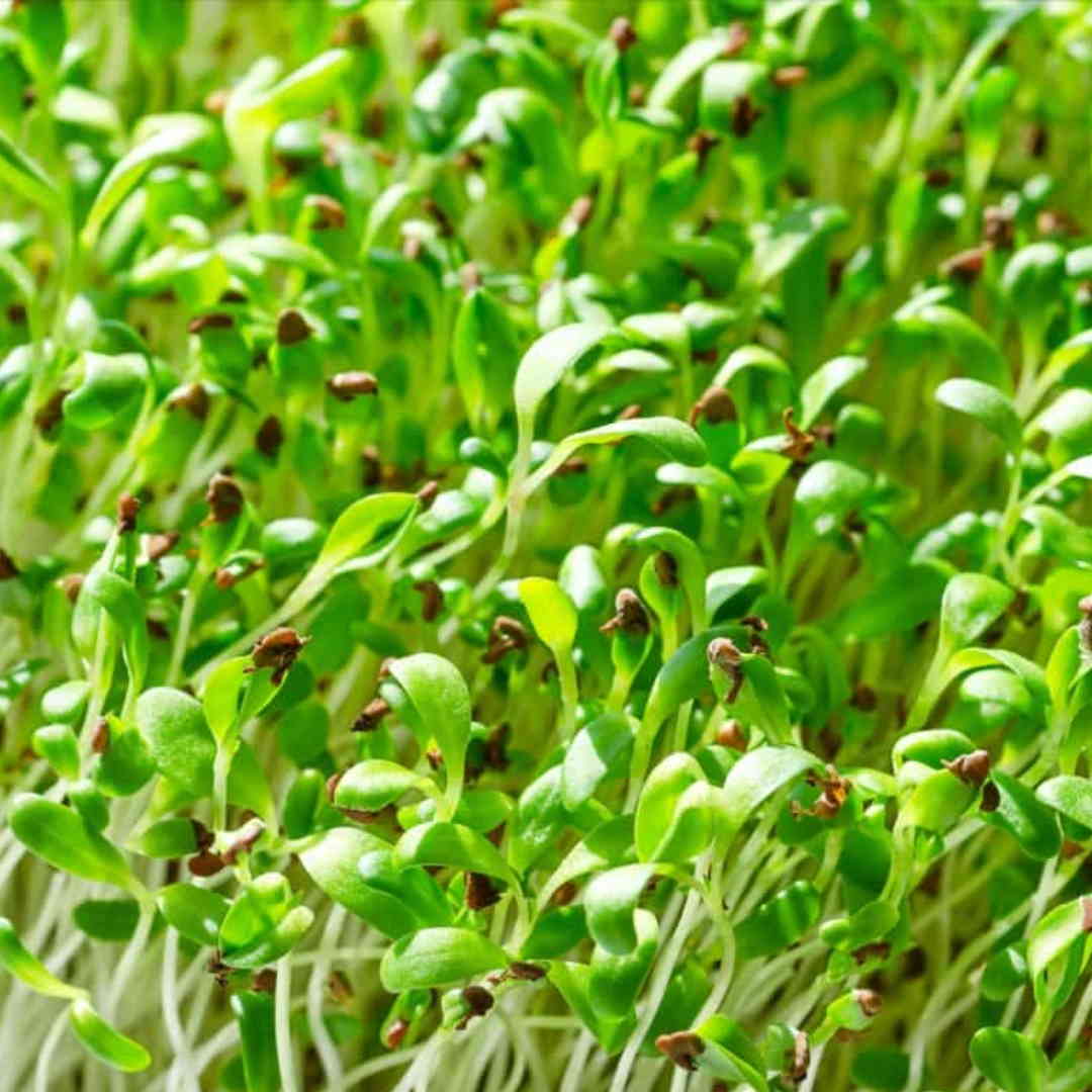 Alfalfa – Organic Microgreen Seed