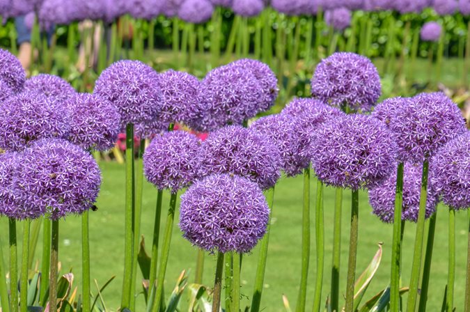 Allium Bulbs