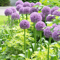 Allium Bulbs