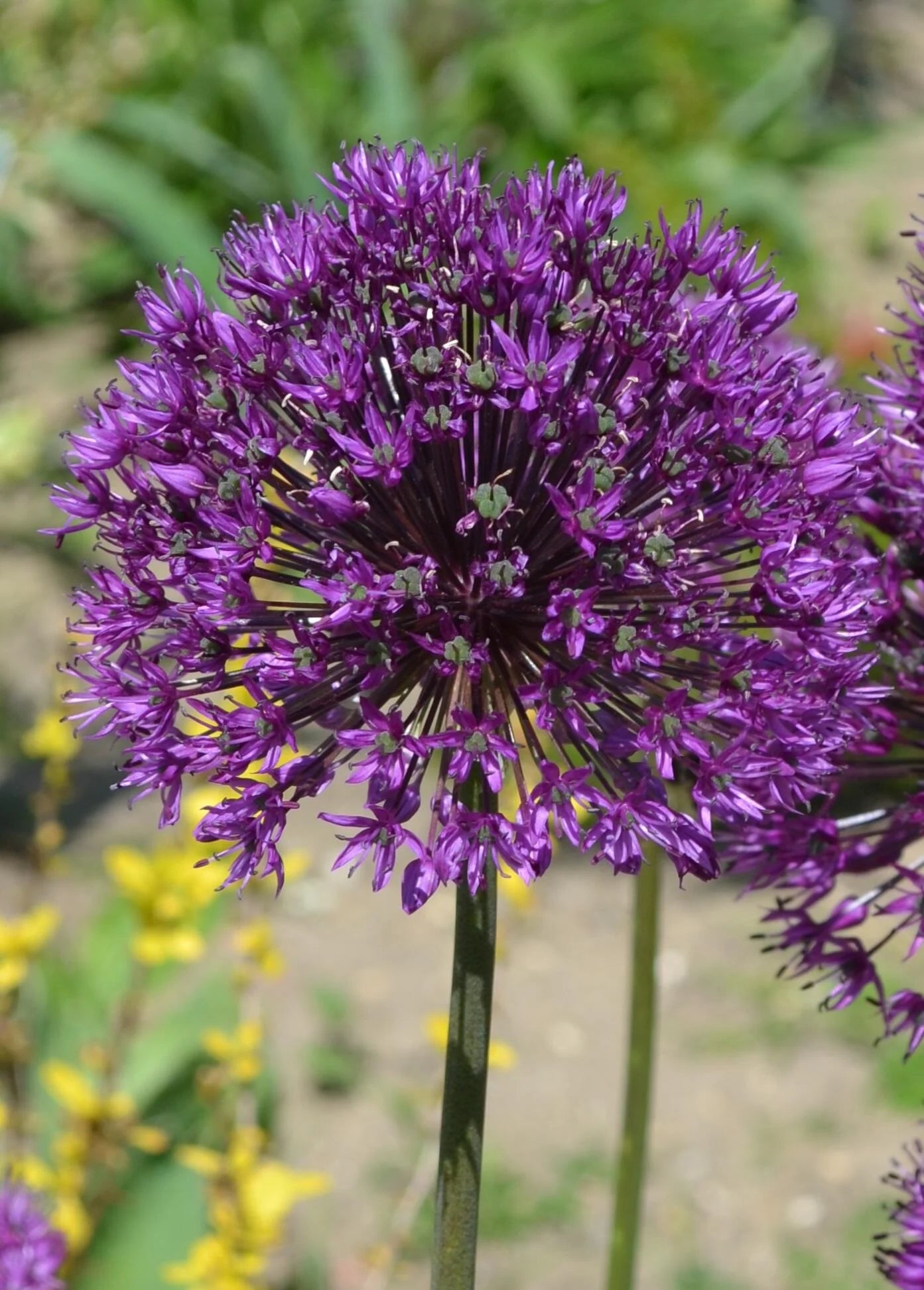 Purple Sensation Bulb