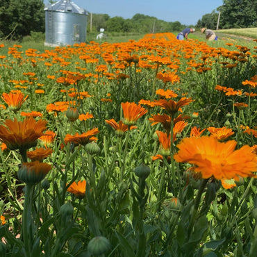 Alpha – Organic Calendula Seed