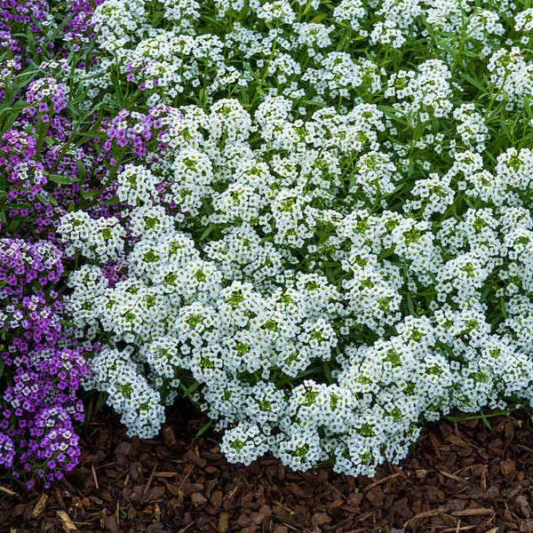 Wandering Mixture – Alyssum Seed