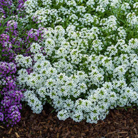 Wandering Mixture – Alyssum Seed