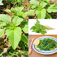 Choulai Green Edible, Amaranthus Green Edible Vegetable Seeds