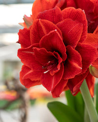 Amaryllis Lily Double Mix Colors Bulbs