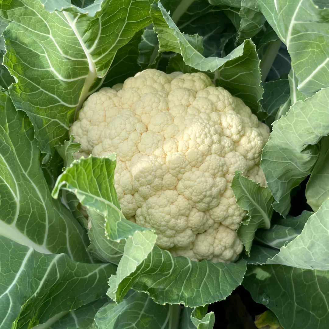 Amazing – Cauliflower Seed