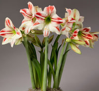 Ambiance Amaryllis  Seeds