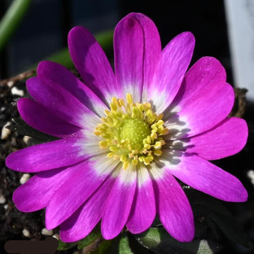 Violet Star Grecian Windflowers Seeds