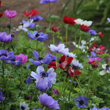 Anemone- De Caen Mixed