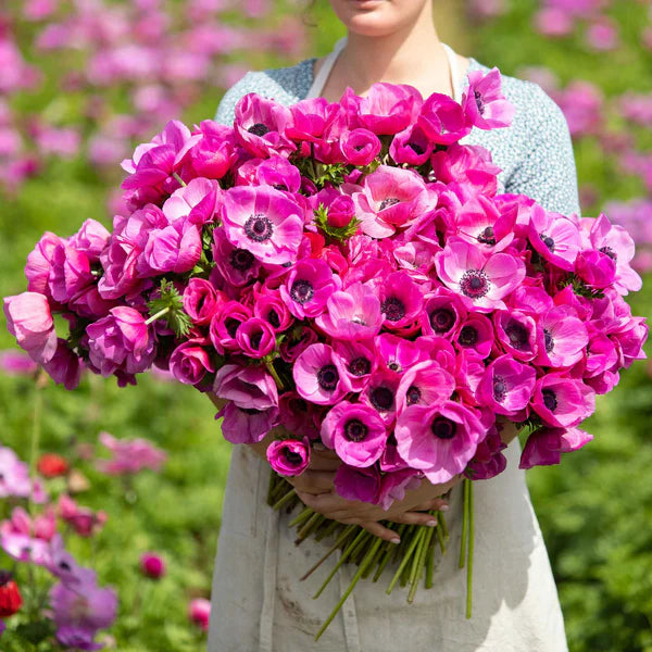 De Caen Sylphide Magenta Bulbs