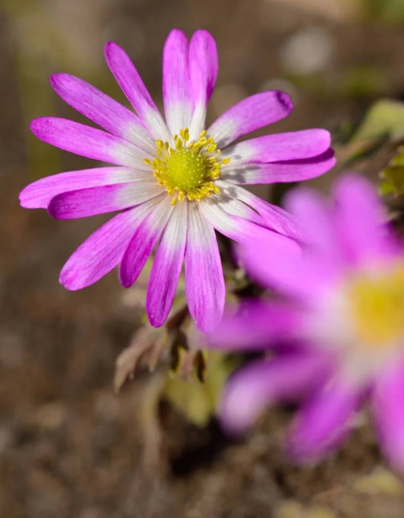 Violet Star Grecian Windflowers Seeds