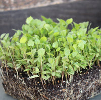 Anise Hyssop – Microgreen Seed