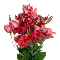 Arena III Red – Lisianthus Seed