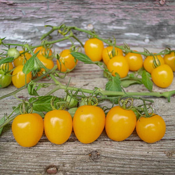 Apple Yellow – Tomato Seed