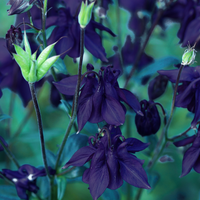 Black Barlow Columbine