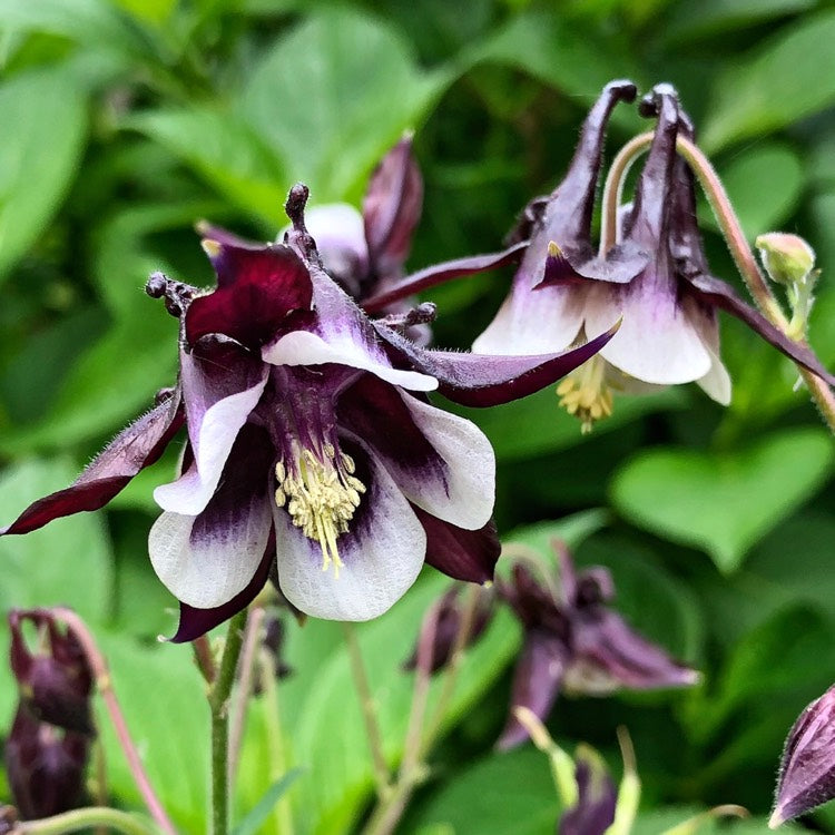 William Guiness Columbine