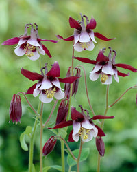 William Guiness Columbine