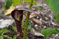 Arisaema Speciosum Cobra Lily Bulbs