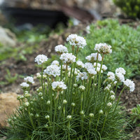 Armeria- Morning Star White