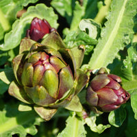 Artichoke- Colorado Red Star