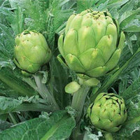 Artichoke Green Globe Vegetable Seeds