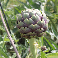 Artichoke- Purple Headed