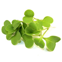 Arugula – Microgreen Seed