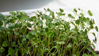 Arugula, Wasabi – Microgreen Seed