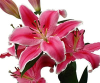 Paradero Lily Pink White Bulbs