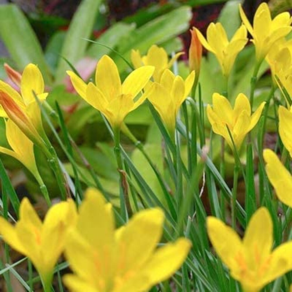 Zephyranthes Lily Yellow Bulb