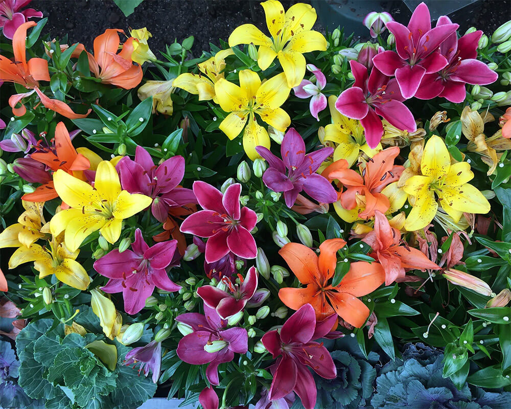 All Season Lily Mixture