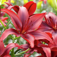 Constable Longiflorum Asiatic Lily Maroon Bulbs