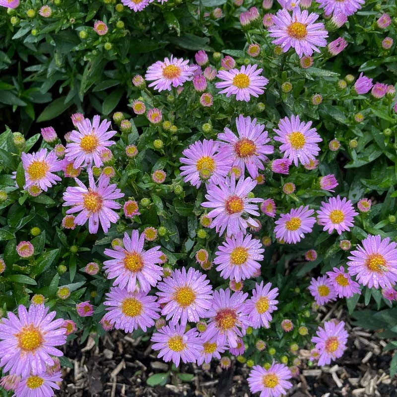 Zwergenhimmel Daisy Aster