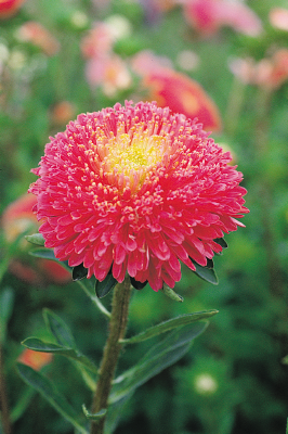 Aster- Benary's Princess Bright Red