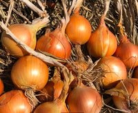 Onion- Australian Brown