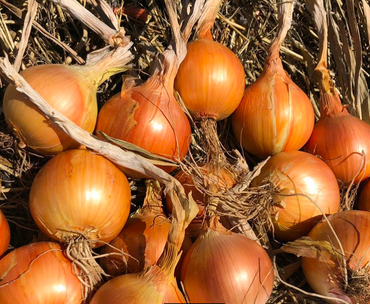 Onion- Brown Spanish