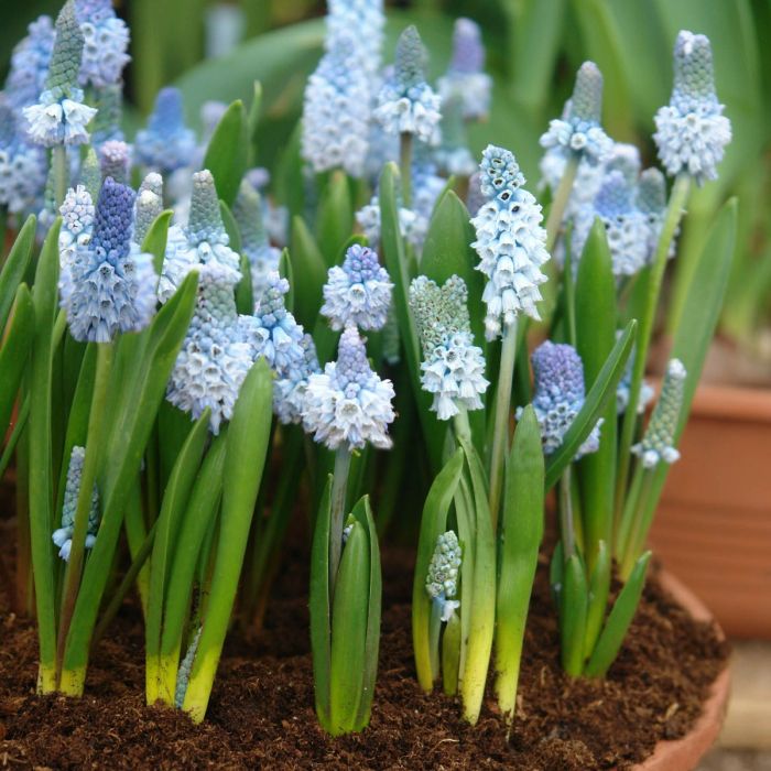 Muscari Grape Azureum Blue Bulbs