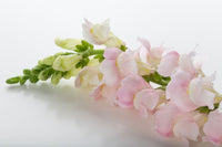 Legend Light Pink – Snapdragon Seed