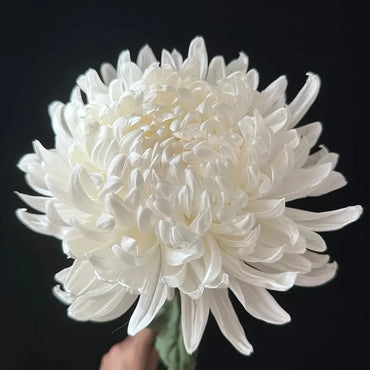 White Giant Chrysanthemum Seeds